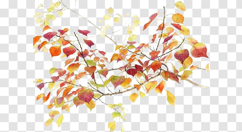 Autumn Icon - Flower - Hand-drawn Elements Transparent PNG