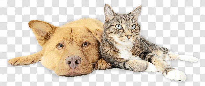 Cat Small To Medium-sized Cats Skin Kitten Dog - Paint Transparent PNG