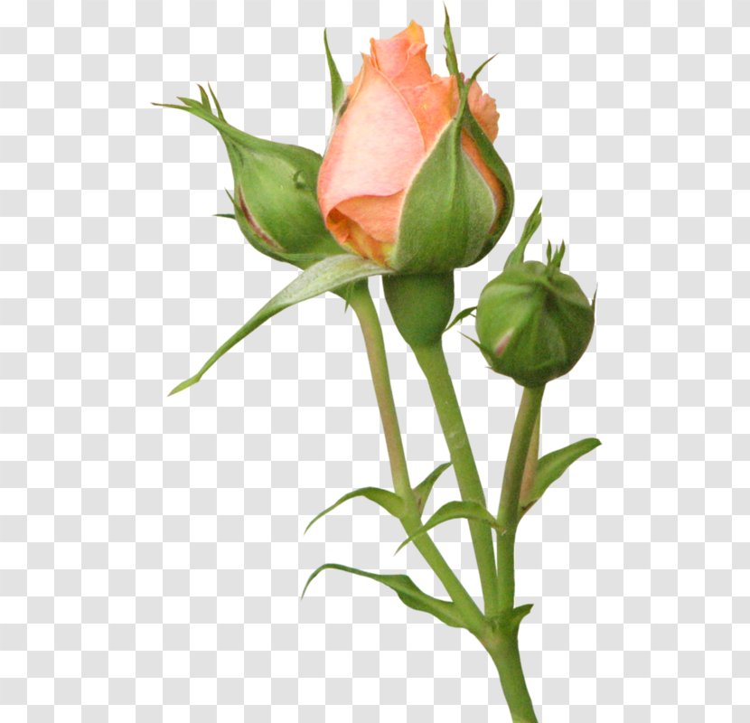 Garden Roses Ð‘ÑƒÑ‚Ð¾Ð½ Flower Clip Art - Rose Transparent PNG