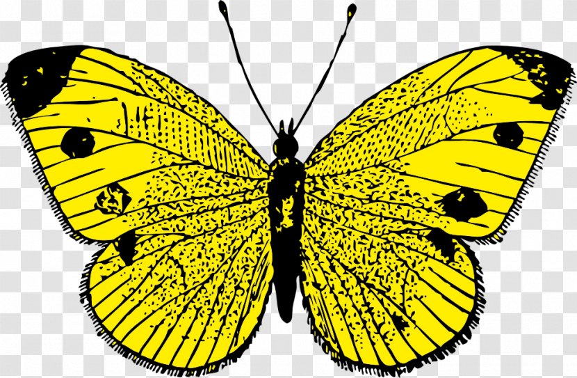 Butterfly Clip Art - Website - Monarch Clipart Transparent PNG