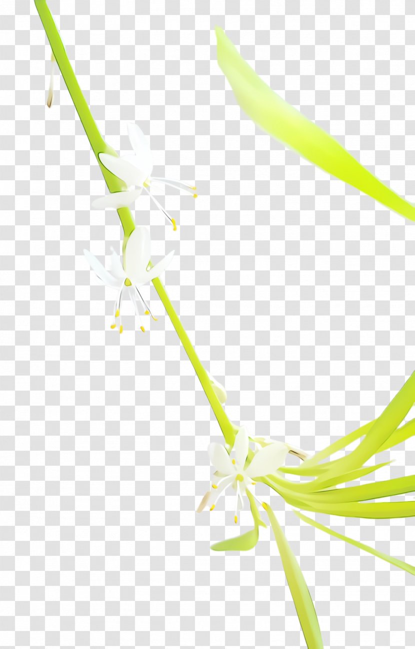 Watercolor Flower - Plant Stem - Plants Transparent PNG