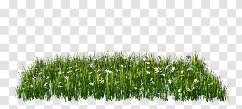 Clip Art Image Lawn Download - Grass Transparent PNG