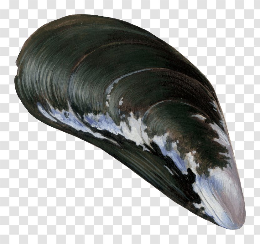 VT Oyster Blue Mussel Pectinidae - Seashell Transparent PNG