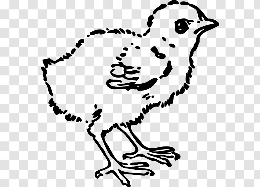 Chicken Black And White Clip Art - Beak - Picture Of Baby Chick Transparent PNG