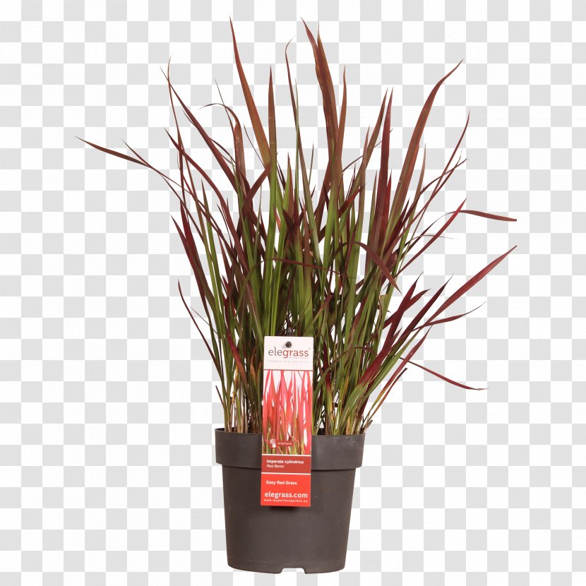 Flowerpot Ornamental Grass Plant Chinese Fountain Carex Hachijoensis - Stem - Red Transparent PNG