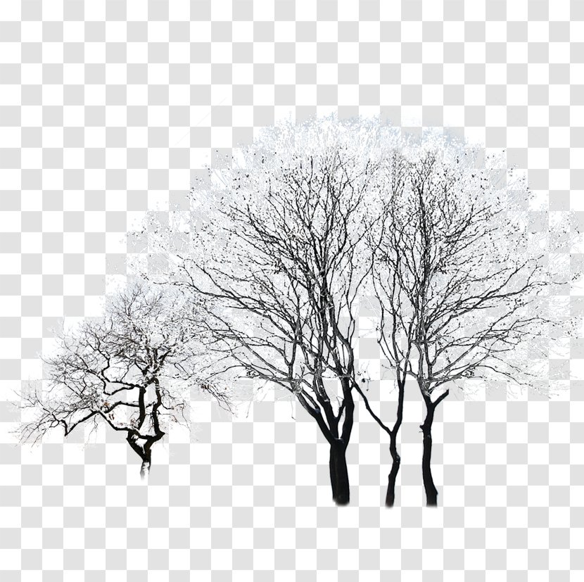 Black And White Sky Pattern - Branch - Tree Transparent PNG
