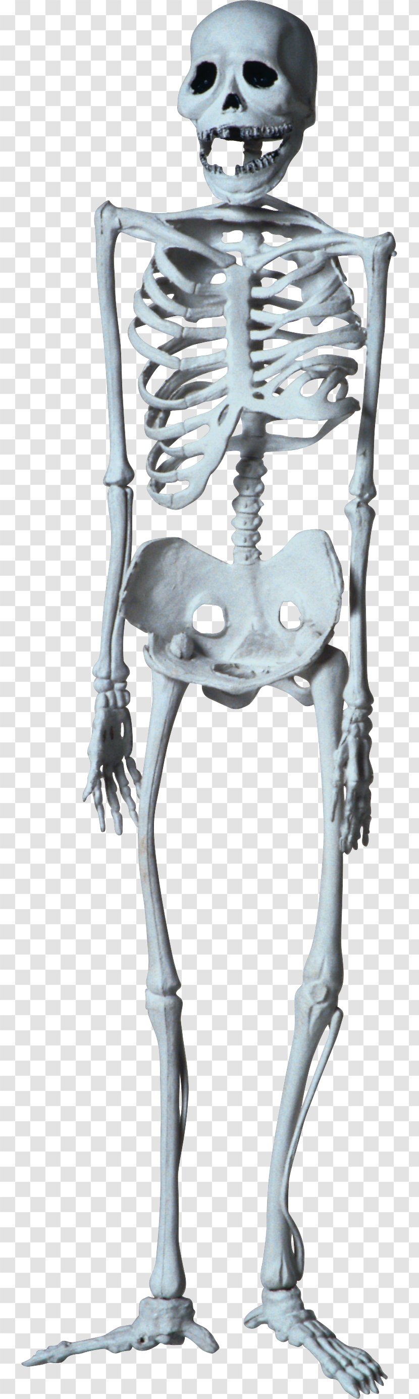 Human Skeleton Bone Clip Art Transparent PNG