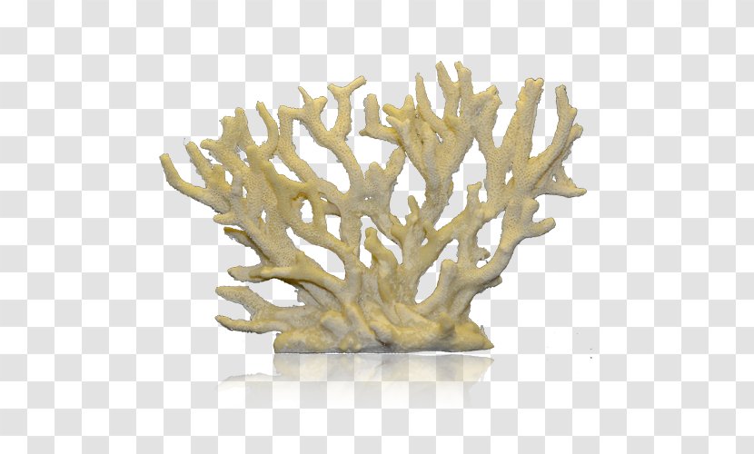 Staghorn Coral Reef Alcyonacea - Tree - Non Toxic Transparent PNG