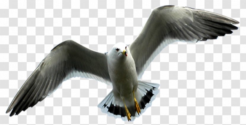 European Herring Gull Gulls Vulture Eagle Beak - Little Sailor Transparent PNG