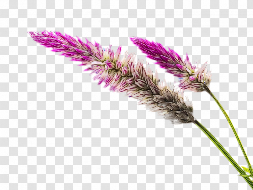 Flower Plant Grass Family Grass Elymus Repens Transparent PNG