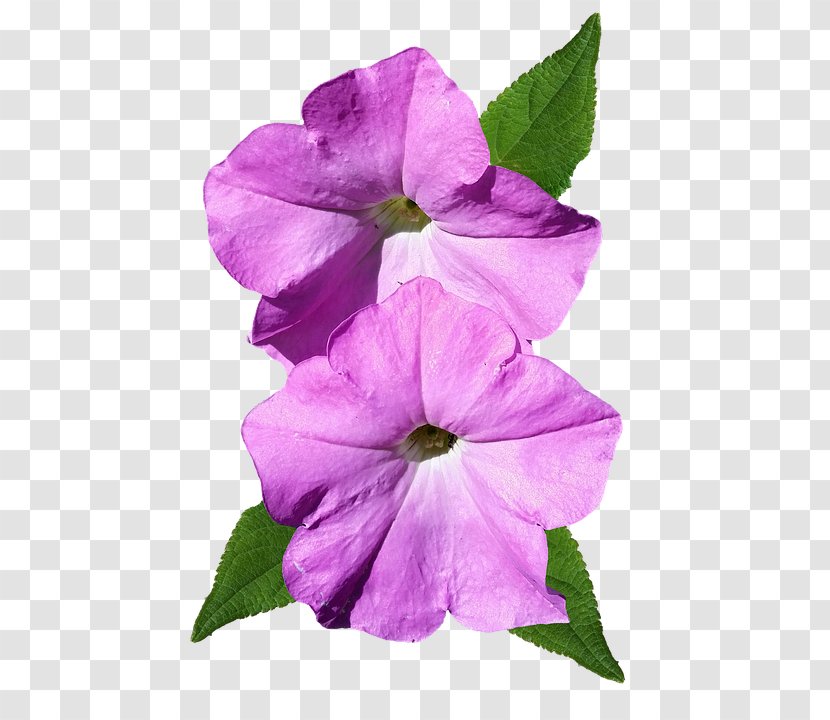 Petunia Flower Image Petal - Pink Flowers Transparent PNG