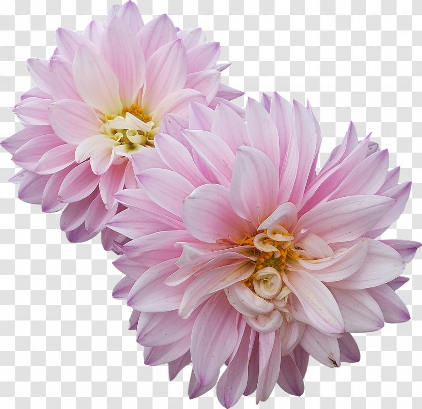 Dahlia Flower Hello Primrose! - Image Resolution Transparent PNG