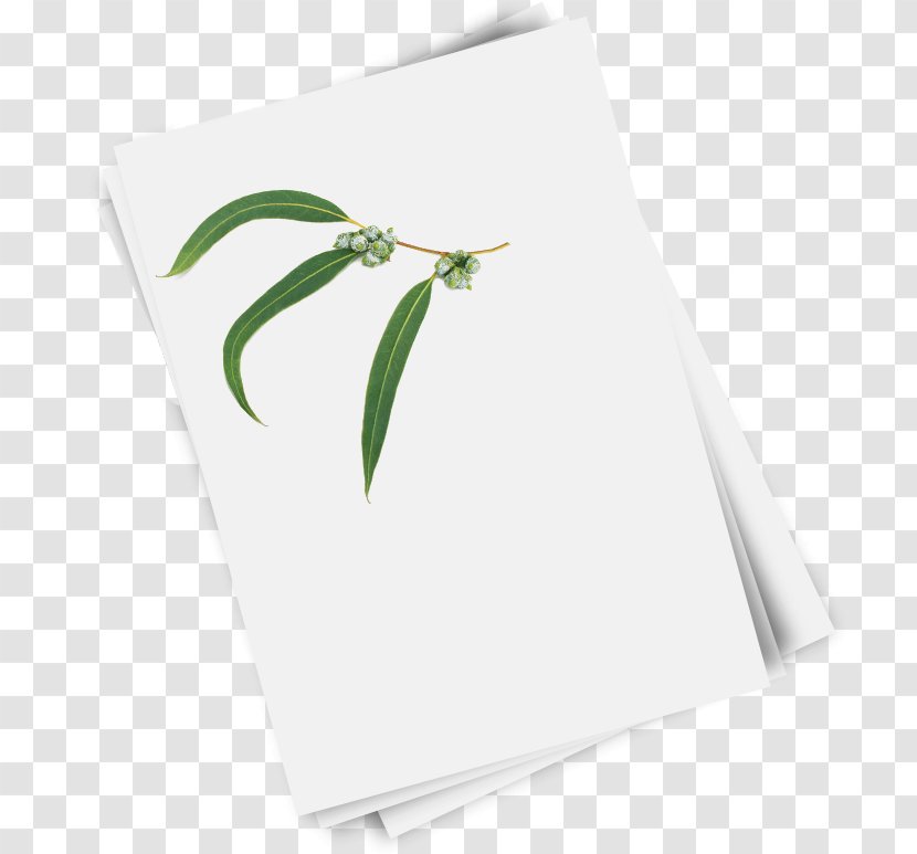 Paper Green Rectangle Leaf - Reel Transparent PNG