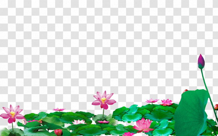 Lotus Pond Download Computer File - Flowering Plant Transparent PNG