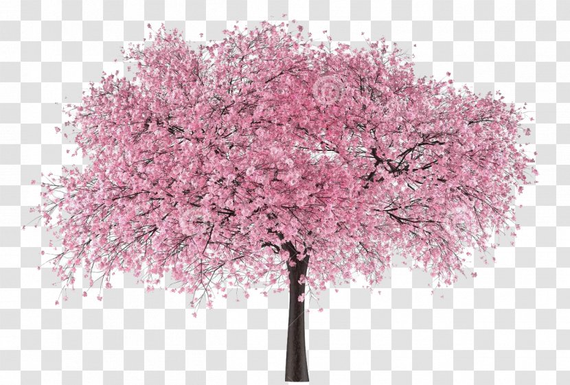 Cherry Blossom Clip Art Tree - Plant - Arvore Sakura Transparent PNG