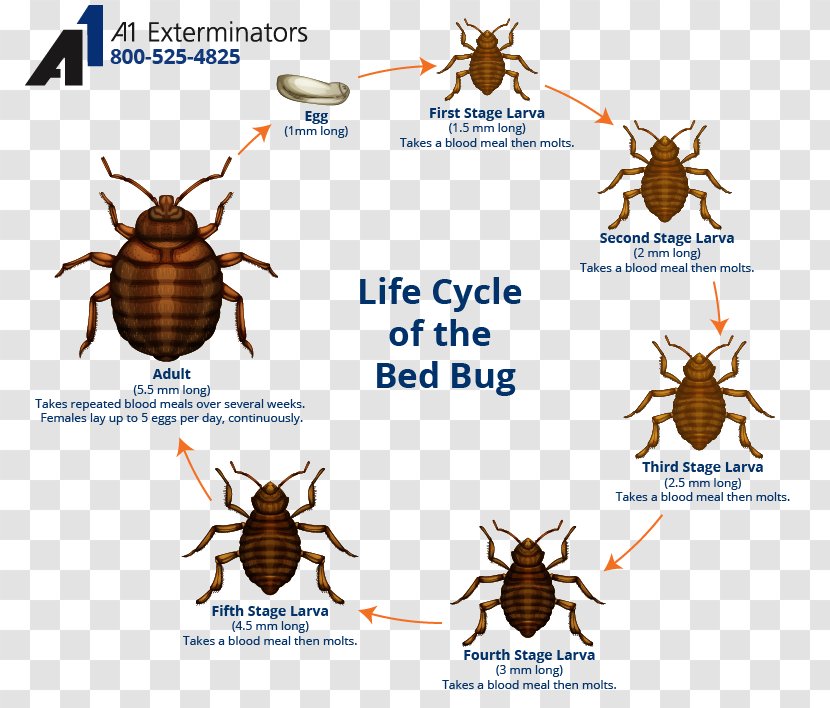 Bed Bug Control Techniques Bite The Bedbug Biological Life Cycle - Brown Marmorated Stink Transparent PNG