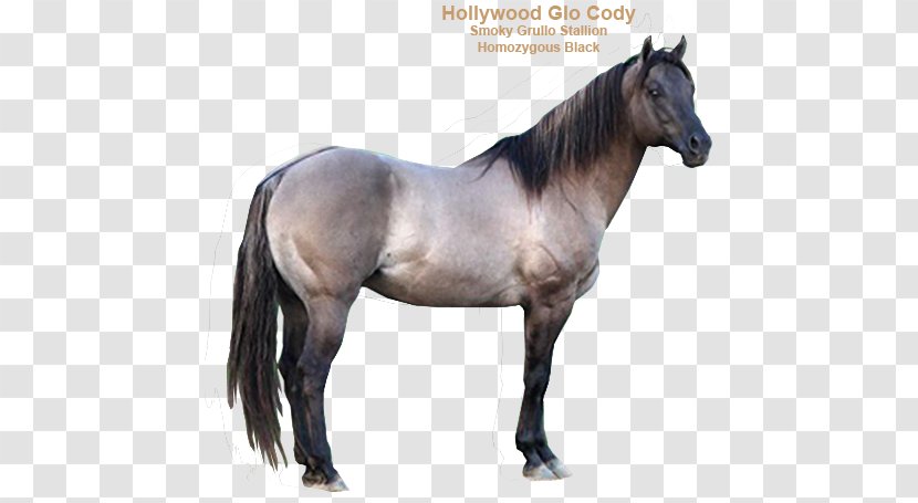 Mane Mustang Stallion Halter Mare - Bridle - Quarter Horse Transparent PNG