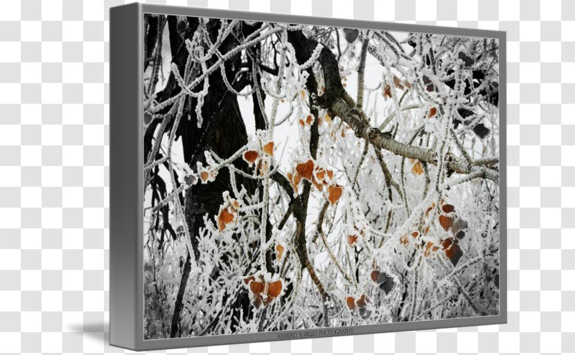 Painting Picture Frames Branching Transparent PNG