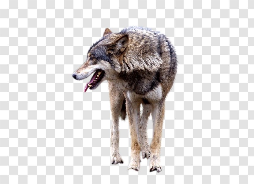 Wolf Image Clip Art Animal - Beast Transparent PNG