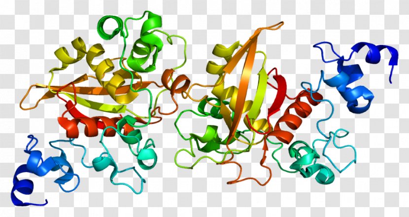Notch 2 Signaling Pathway Gene Proteins DLL3 - Organism - The Expression Of Transparent PNG