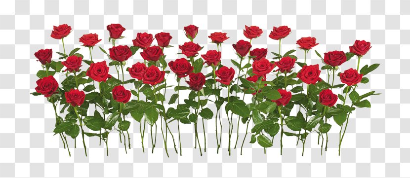 Rose Clip Art - Flowering Plant Transparent PNG