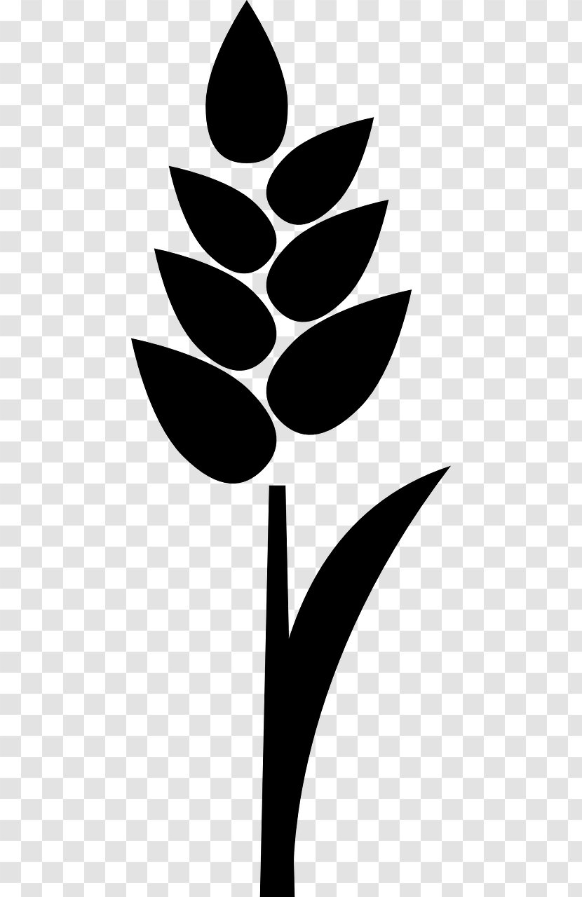 Wheat Cereal Grain Rice - Flour Transparent PNG