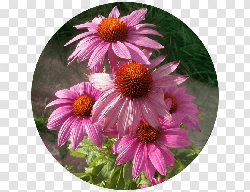 Daisy Family Coneflower Aster Chrysanthemum - Annual Plant - Echinacea Transparent PNG