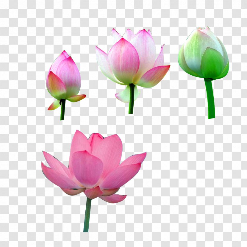 Joyful Manifestation: Ten Steps To Empower Yourself And Attract A Happy Successful Life Nelumbo Nucifera - Flower - Lotus Transparent PNG