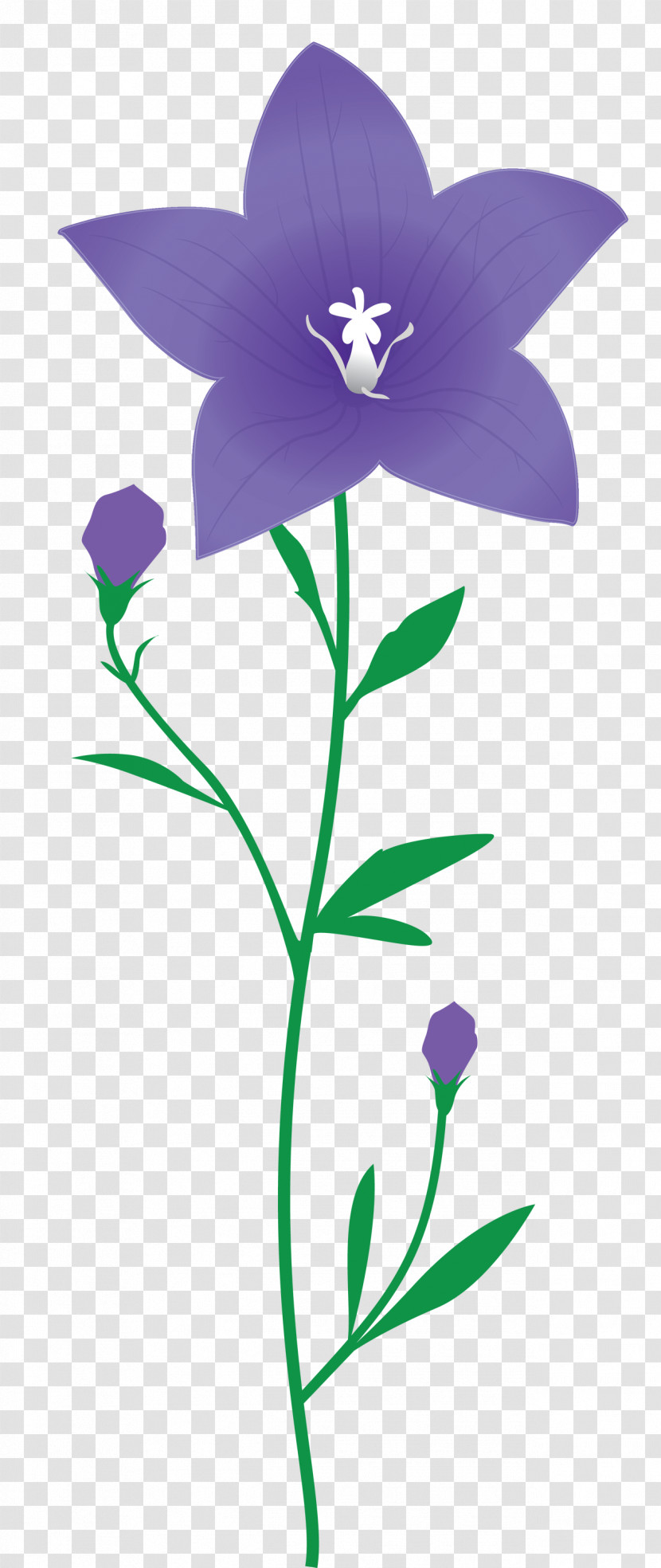 Balloon Flower Transparent PNG