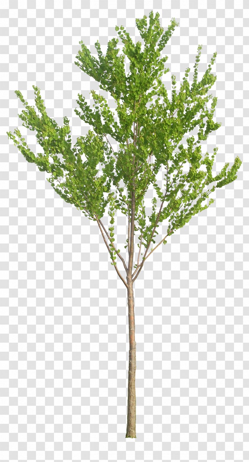 Tree Baby's-breath Artificial Flower Plant - Leaf Transparent PNG