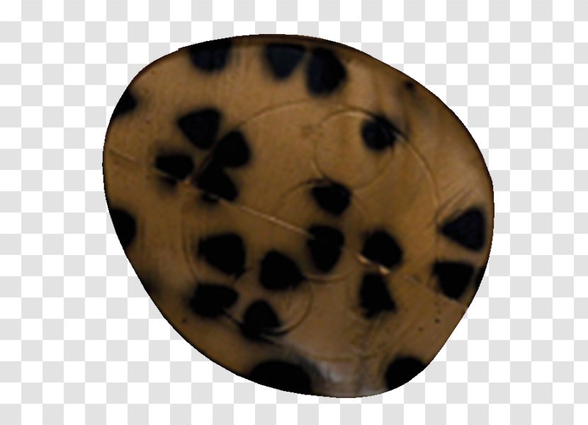 Missouri Foam Snout Target Archery Pattern - Organism - African Leopard Transparent PNG