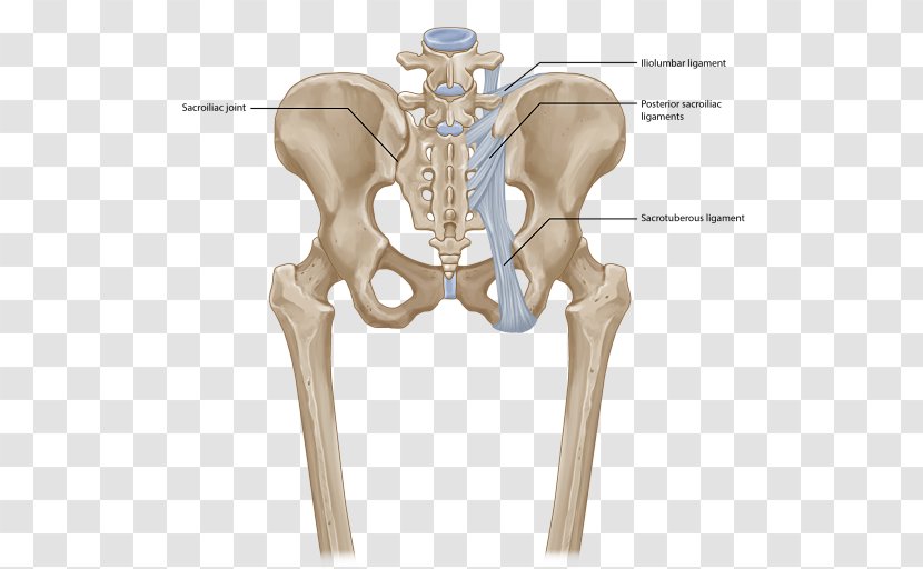 Sacroiliac Joint Dysfunction Iliolumbar Ligament - Knee - Back Pain Transparent PNG