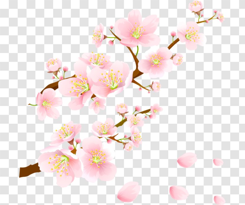 Cherry Blossom Paper Transparent PNG