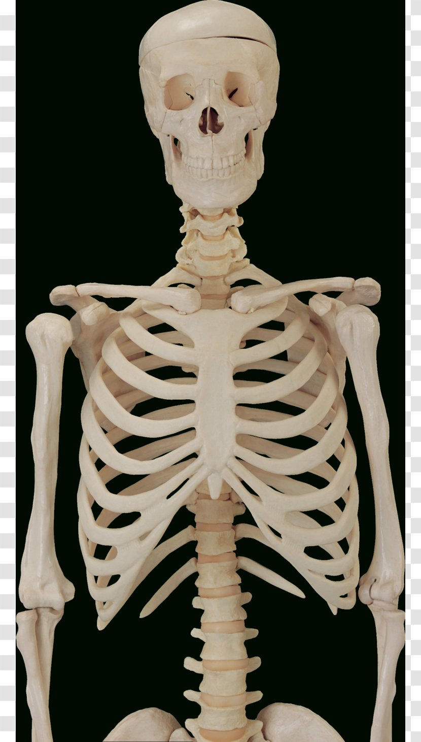 The Skeletal System Bone Anatomy Human Skeleton - Silhouette Transparent PNG