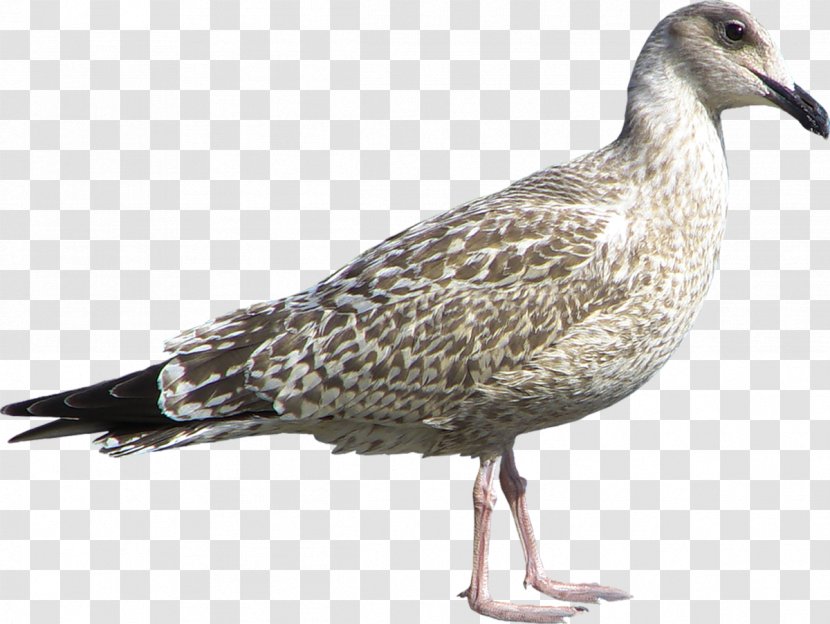 Gulls Water Bird Goose Wader - Anatidae Transparent PNG