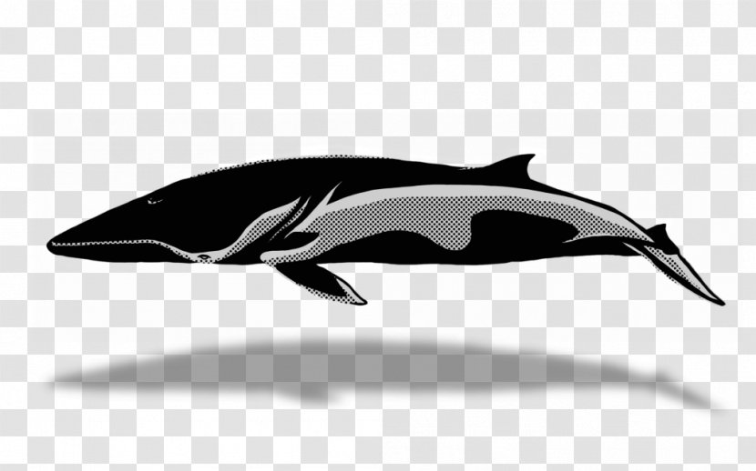 Tucuxi White-beaked Dolphin Short-beaked Common Porpoise Whale Watching - Minke - Blue Transparent PNG