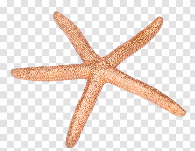 Starfish Echinoderm Transparent PNG