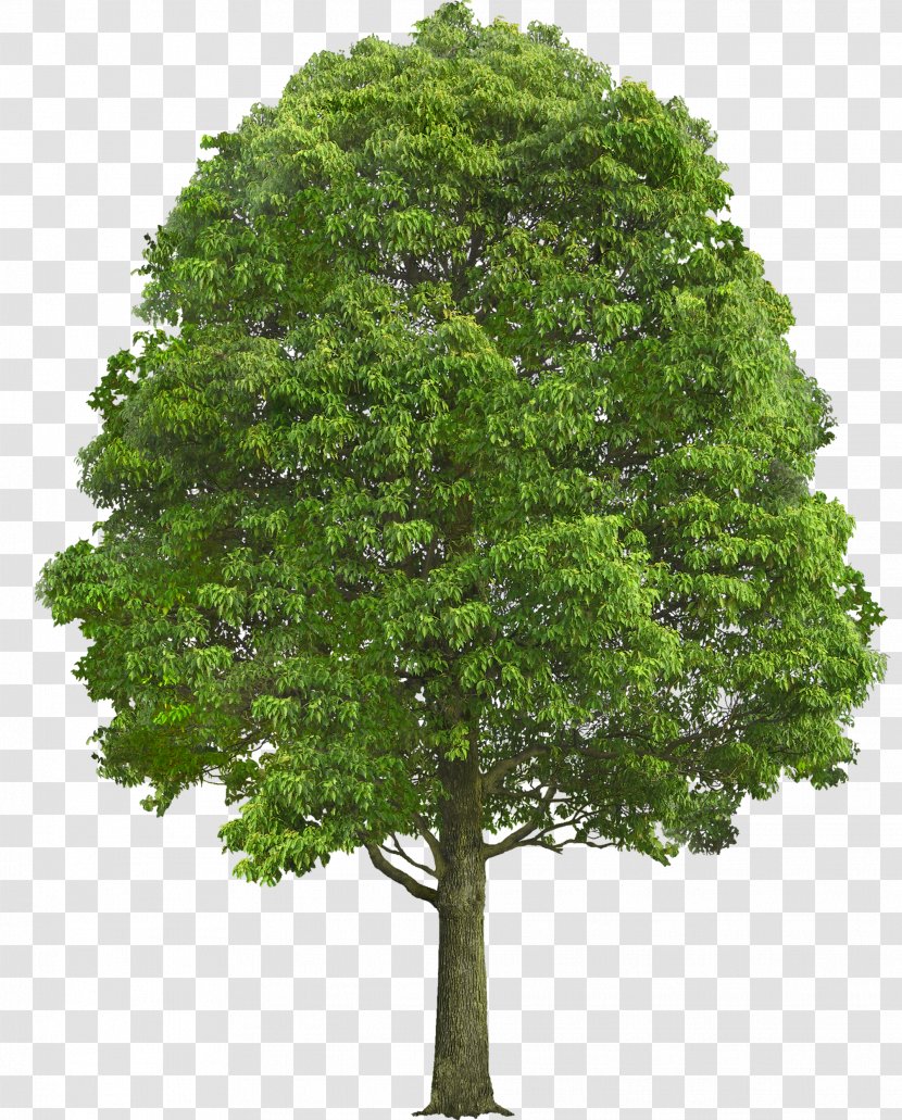 Tree Oak Shrub Plant Clip Art - Evergreen Transparent PNG