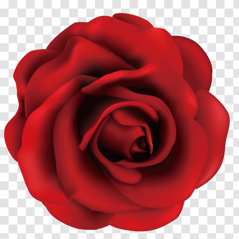 Garden Roses Centifolia Beach Rose Rosa Gallica - Fine Red Transparent PNG