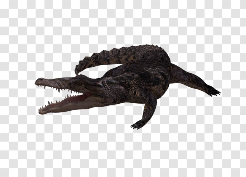 Nile Crocodile American Alligator Freshwater - Dinosaur Transparent PNG