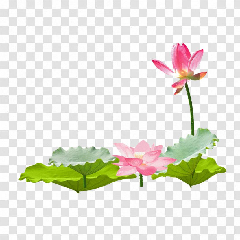 Nelumbo Nucifera Leaf - Flowerpot - Lotus Album Transparent PNG