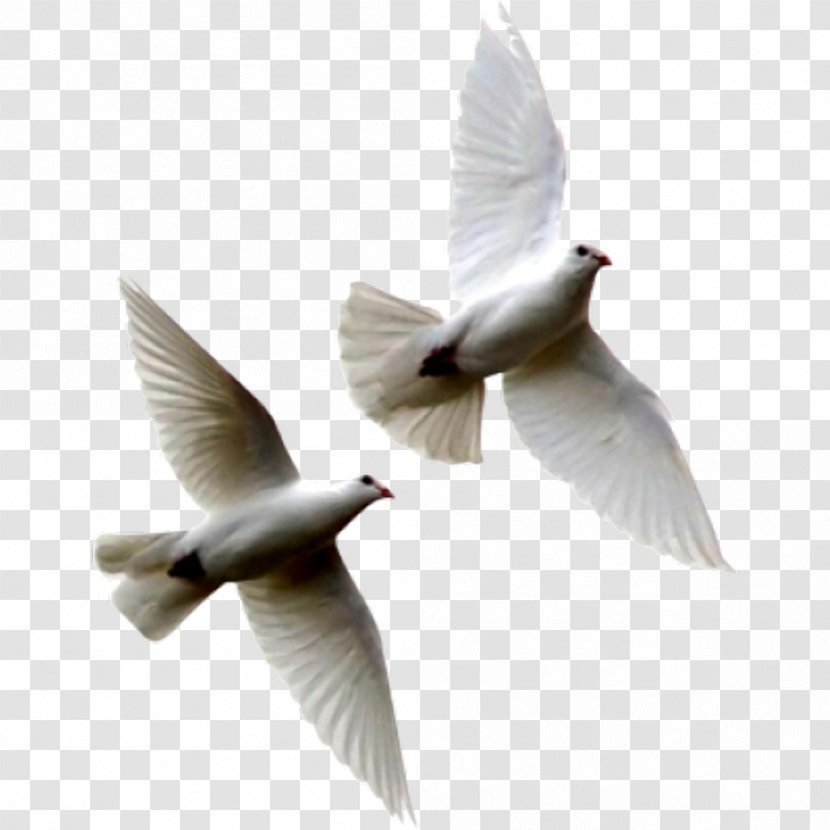 Columbidae Rock Dove Bird The Windows To My Soul - Flock Of Birds Transparent PNG
