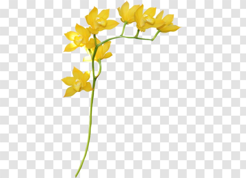 Yellow Flower Petal Floral Design - Twig Transparent PNG