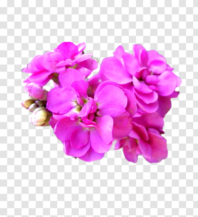 Matthiola Incana Cut Flowers Plant Seed - Laceleaf - Floral Elements Transparent PNG