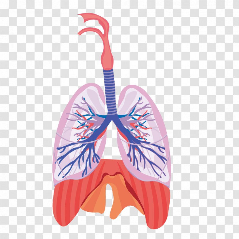 Lung Respiratory System Respiration Anatomy Physiology - Flower - Vector Heart And Function Transparent PNG