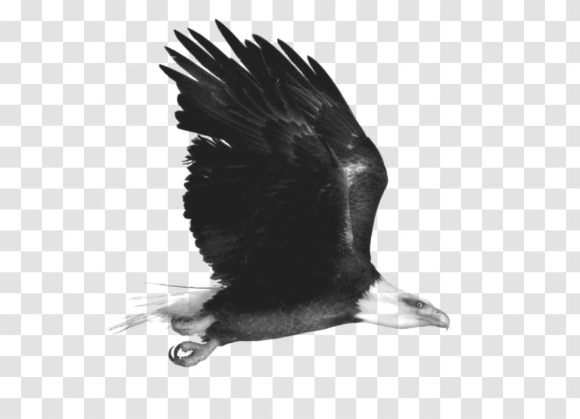 Eagle Black And White Monochrome - Painting - Animal,bird,eagle Transparent PNG