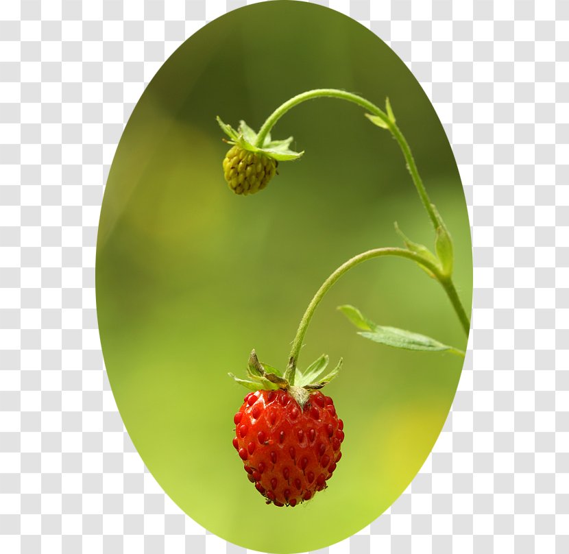 Strawberry Accessory Fruit Natural Foods - Kirov Transparent PNG