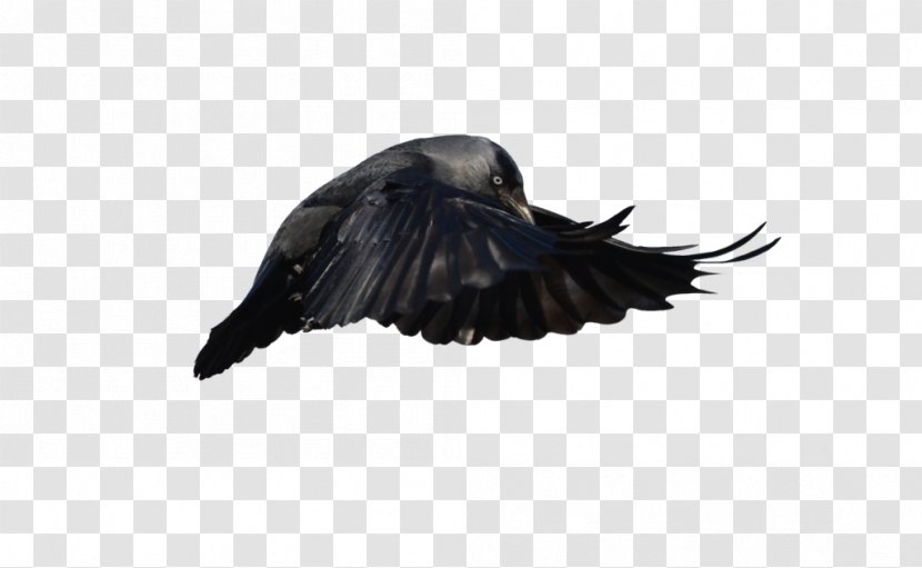 Beak Feather Crow - Bird Transparent PNG