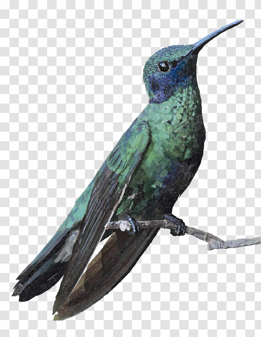 Hummingbird Transparent PNG