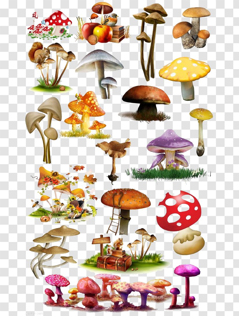 Mushroom Fungus Illustration - Red Transparent PNG